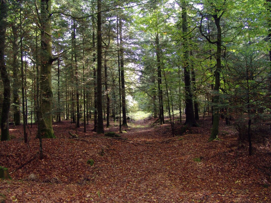 forest-glade-2823772_1920