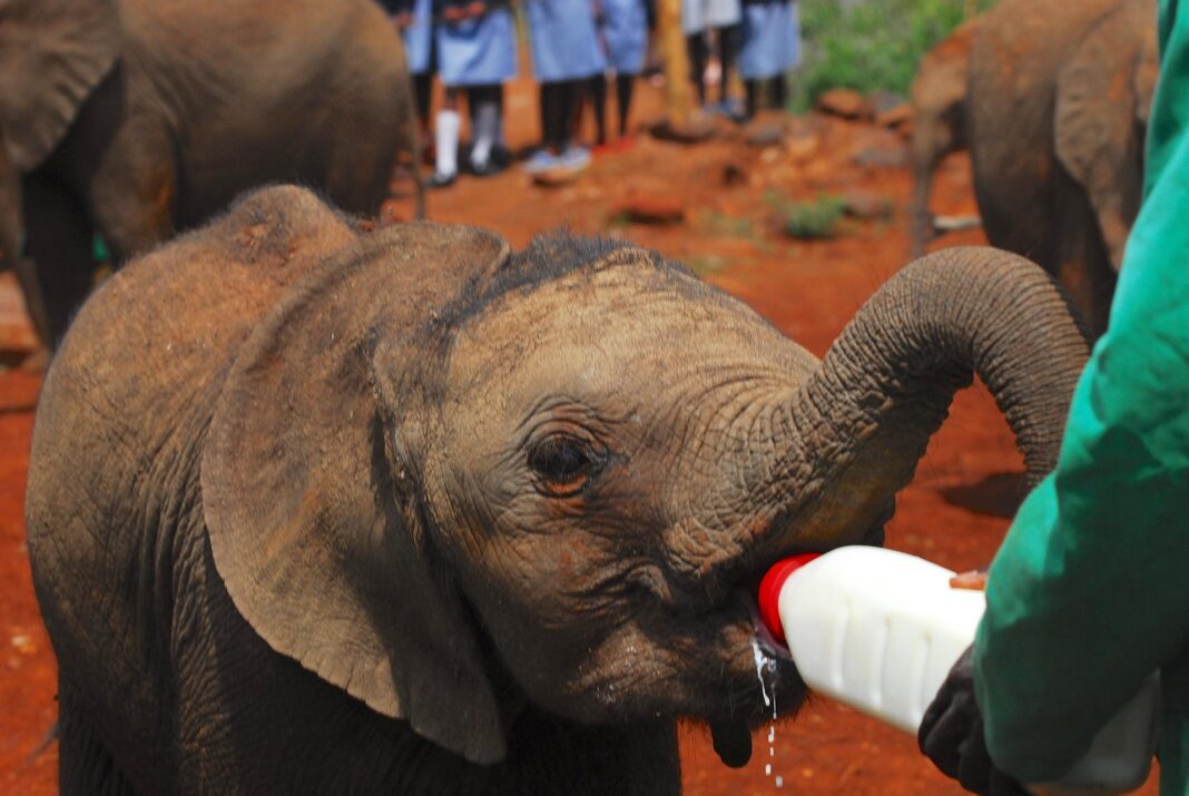 7523944-elephants-4756614_1920